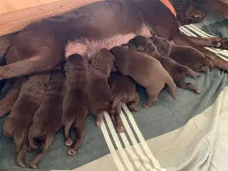 Brune Labradorhvalpe med DKK stambog