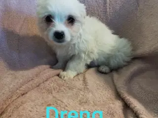 Coton de Tulear/malteser hvalpe 