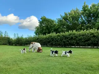 Engelsk springer spaniel hvalpe