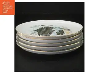 Fiske motiv porcelænstallerkener, sæt af 5 fra Colditz (str. 5 styk, ø 17 cm)
