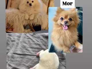 Pomeranian hvalp unik 