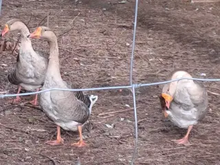Grågæs