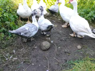 Moskusænder 