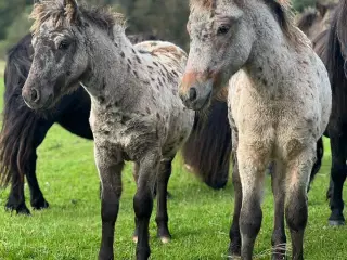 Plettet pony føl!