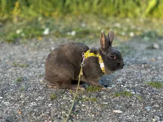 Dværghare blanding, pige