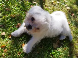 Mops / Coton de tulear