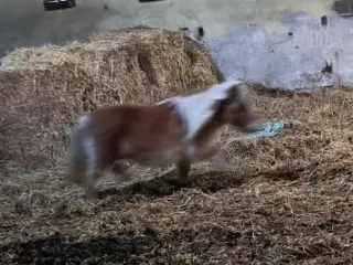 Ældre shetlands ponyhoppe ca. 1 meter i stang