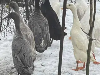 Laufente 100DKK dba Løbeænder til salg i 6818