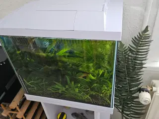 Akvarie med indhold
