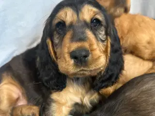 Cocker spaniel 