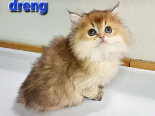 British Shorthair og longhair med stamtavle 