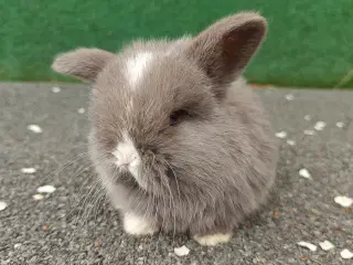 Minilop