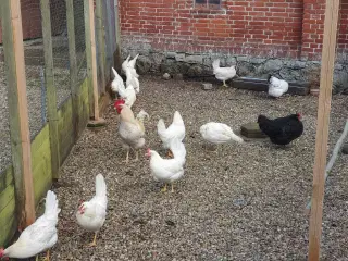 Havehøns 