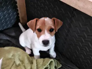 Lækker Jack Russell Terrier hvalpe