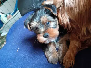 Yorkshire Terrier hvalpe 