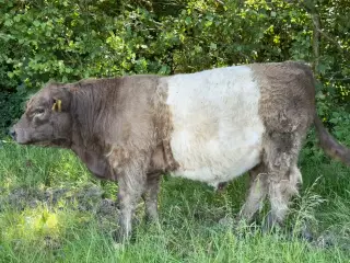 Galloway tyrkalv