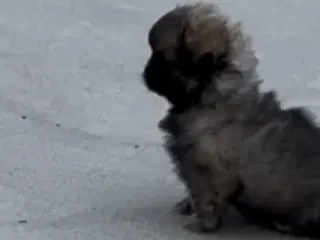 Tibetansk spaniel han hvalp