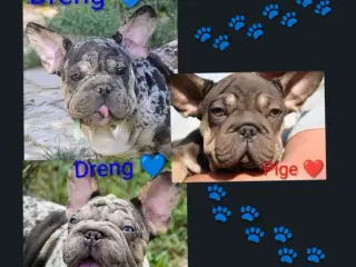Fransk bulldog. NEDSAT!
