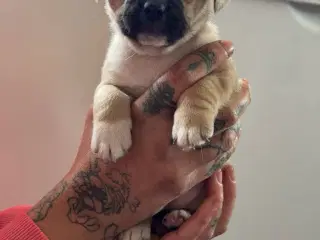Jack russel terry og mops hvalpe 