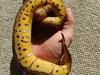 Konge Python Clowns