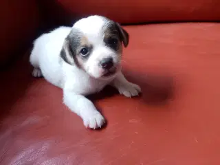 Dansk-svensk gårdhund
