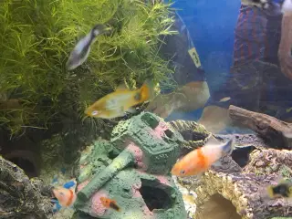 Blå platy yngel