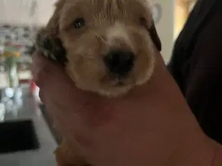 Cocker spaniel hvalpe