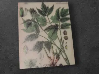 Botanisk mini-tryk: Naturens elegance i miniature