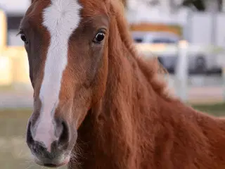 Smukt rødt hoppeføl