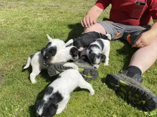 Jack russel hvalpe 