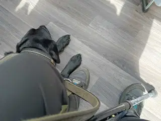 Glad Labrador 