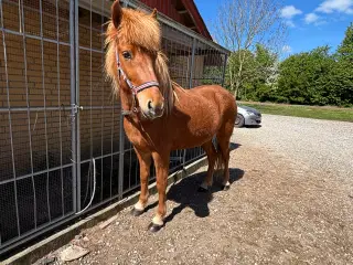 Islænder 4 år