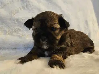 3 dejlige hvalpe tilbage🩵🩵 🩷