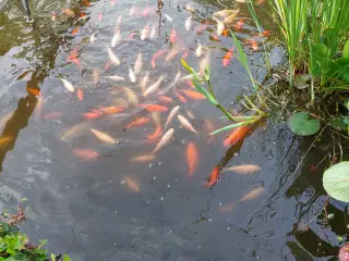 Guldfisk flere størrelser.