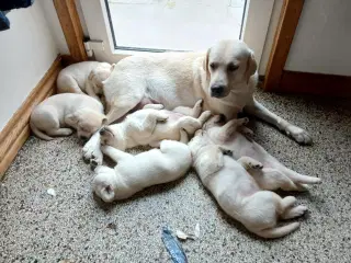 Gule Labrador hvalpe 