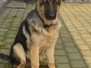 Schæfer unghund