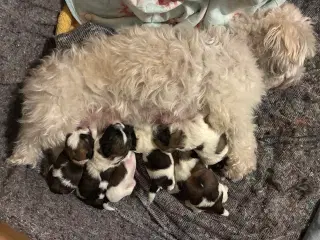 Shih Tzu hvalpe