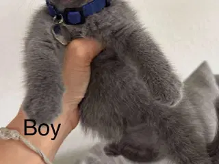 2 boy and 1 beautiful baby girl British shorthair