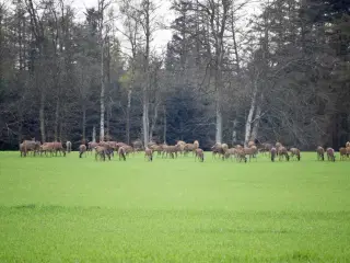 Krondyr - markskader, jagt søges