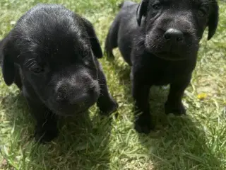 Labradorhvalpe