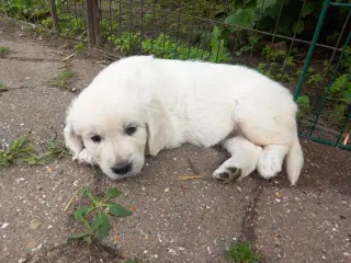 Golden Retriever  hvalpe