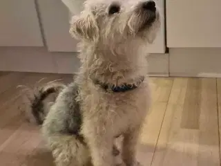 Doodle søger kærligt hjem