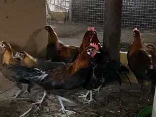 Brun Dansk Landrace i Dværg