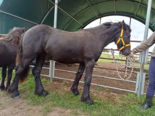1 års fell hingst 