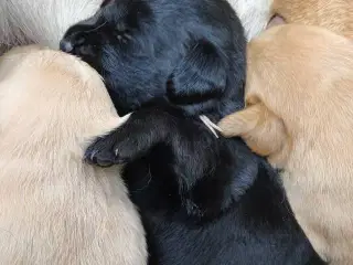 Labradorhvalpe med stambog