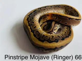 Konge Python Unge