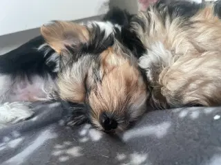 🐶Yorkshirre terrier Biewer 🐶
