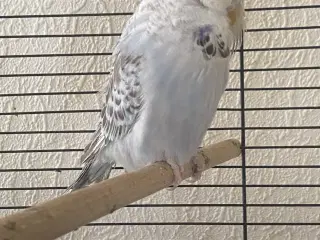 Flot engelsk undulat 