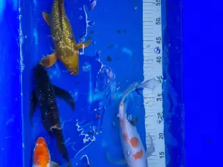 Butterfly koi