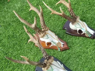 Jagttrofæ  bukkeopsatser  jagt